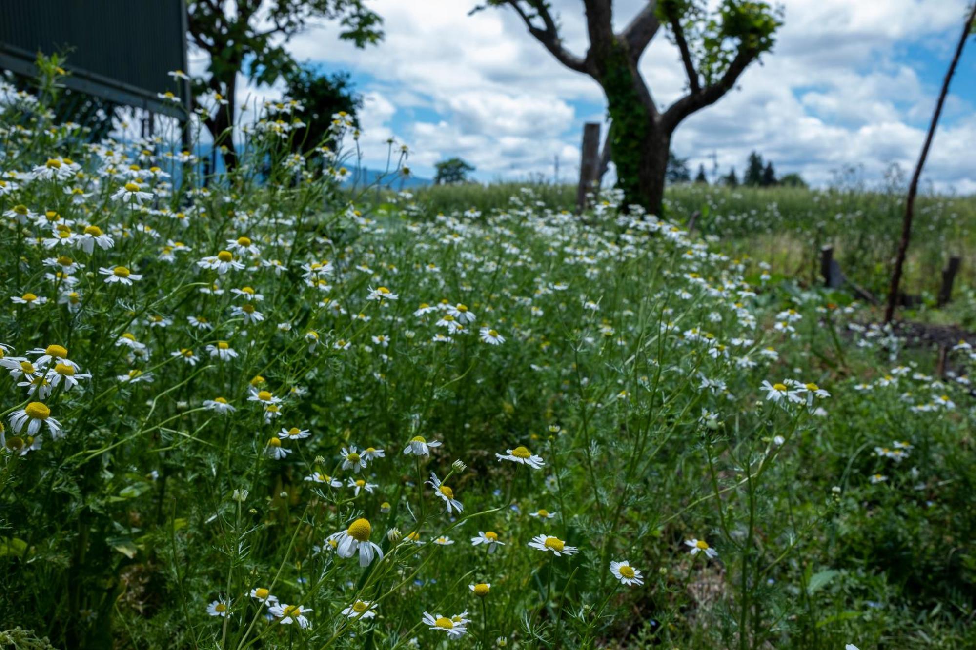 Nonna Milli Appartement Matsumoto Buitenkant foto